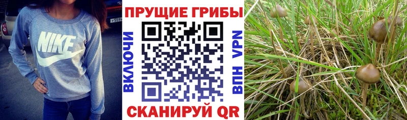 кракен маркетплейс  где найти наркотики  Верхний Тагил  Галлюциногенные грибы мицелий 